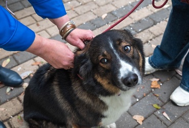 Защитите своего питомца!