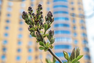 В Реутове начинается весенний сезон цветения