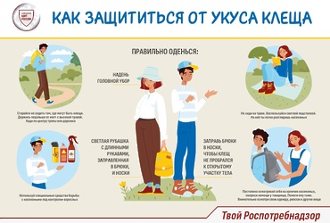 Что делать при укусе клеща? Инструкция для жителей Реутова