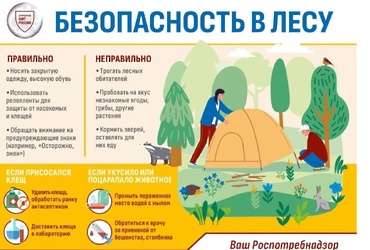 Безопасность в лесу: памятка от Роспотребнадзора