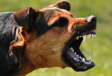 Подозрение на бешенство собаки