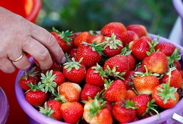 Как выбрать клубнику. Советы специалистов