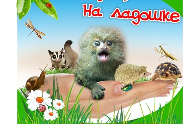 «Мир на ладошке»