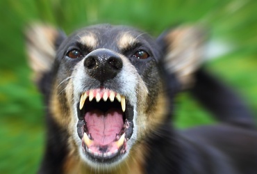 Подозрение на бешенство собаки в Реутове