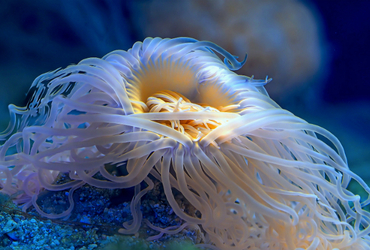 Фотовыставка «Удивительный микромир»