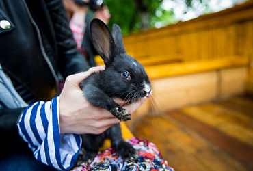 Как встречать Новый 2023 год – Черного Водяного Кролика