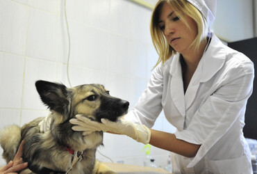 Сообщить о безнадзорной собаке в Подмосковье теперь можно через колл‑центр