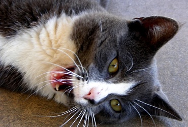 Подозрение на бешенство кота