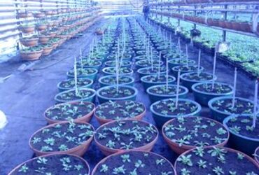 Кашпо с рассадой