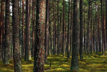 Жителям Реутова напомнили, как не допустить пожар в лесу