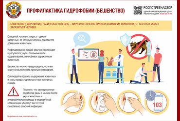 О профилактике бешенства