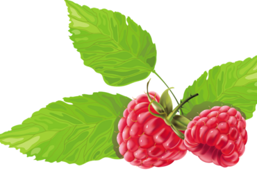 13–14 декабря — «Ягода малина полезна и красива»