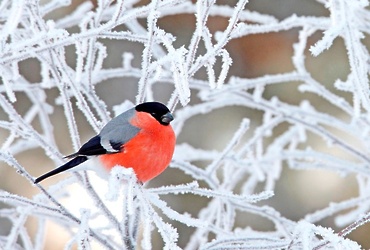 «Кормушки для птиц»