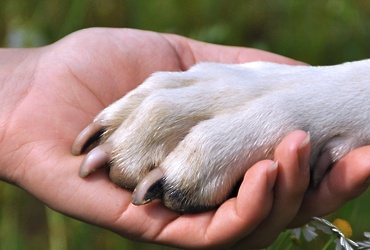 «Протяни лапу помощи»