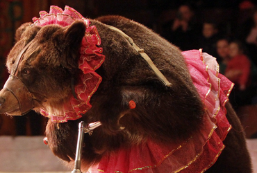 «Планета животных»