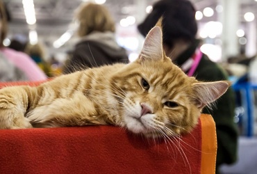 7–8 октября — Международная выставка кошек