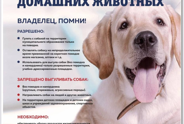 Правила выгула домашних животных