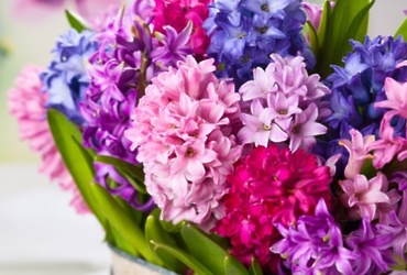 «Гиацинт- цветок дождей»