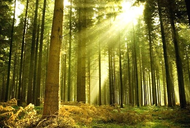 «Заходи в зеленый дом, чудеса увидишь в нем»