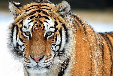 «По следам Уссурийского тигра»