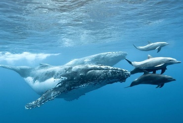 «Все о китах и дельфинах»