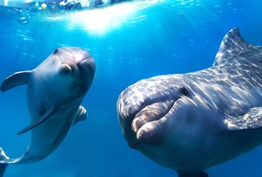 «Дельфины – люди моря»