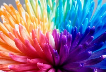 «Да будет радуга цветов!»