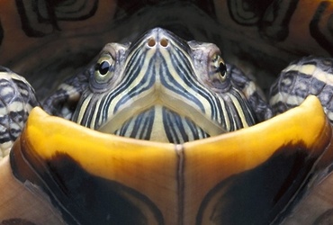 «Внимание: черепаха!»