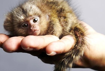 С 23 марта по 25 апреля — «Мир на ладошке»