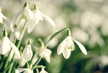 «Операция «Подснежник!»
