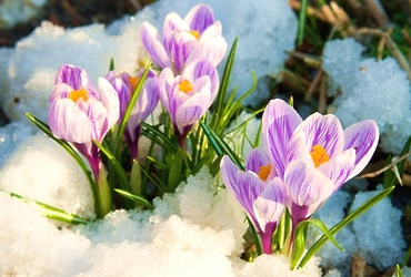 «Весенние явления в природе»