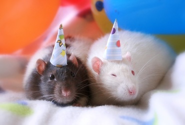 «Всемирный день крысы»