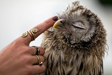 «Наши пернатые друзья»