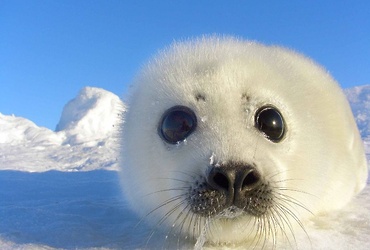 «Тюлени. Морские обитатели»