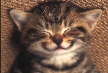 «Хвостатые психотерапевты»