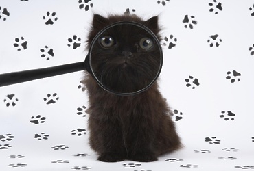 «Мой ласковый и нежный зверь»