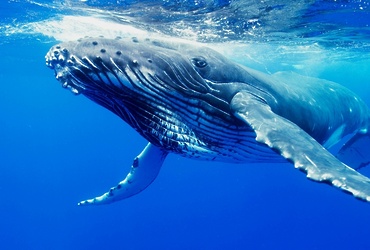 «Обитатели воды»