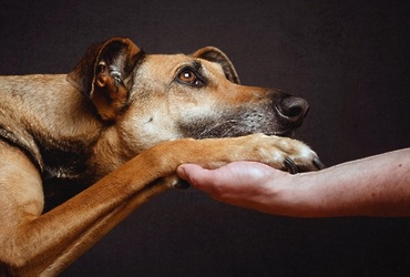 «Протяни лапу помощи»