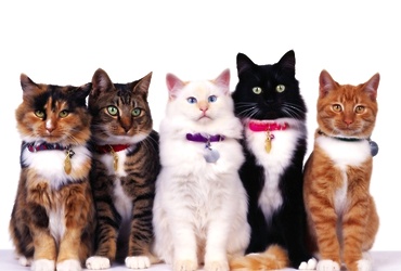 11 и 12 февраля Международная выставка кошек