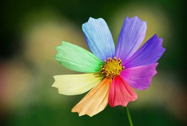 «Цветик‑семицветик»