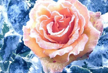 «Цветок из райского сада»