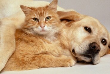 С 1 марта на территории Подмосковья действуют новые правила по профилактике бешенства