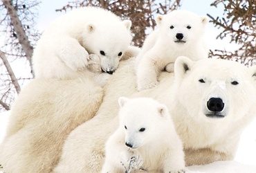 «Почему белые медведи не живут в лесу?»