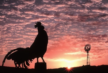 «Крылатый будильник»