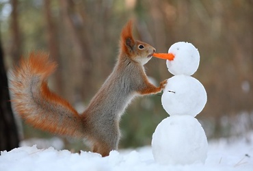 «Прогулка по зимнему лесу»