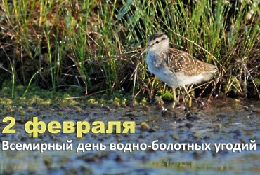 2 февраля — Всемирный день водно‑болотных угодий