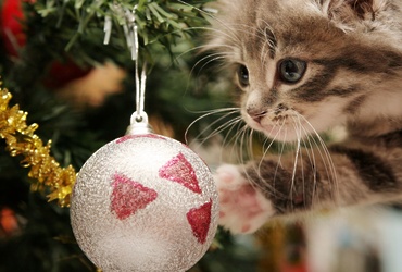 Как уберечь питомца в новогодние праздники