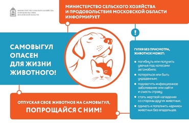 Самовыгул опасен для жизни животного