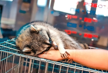 «Зоопарк за стеклом»