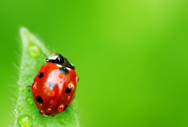 «Библиотека в парке»